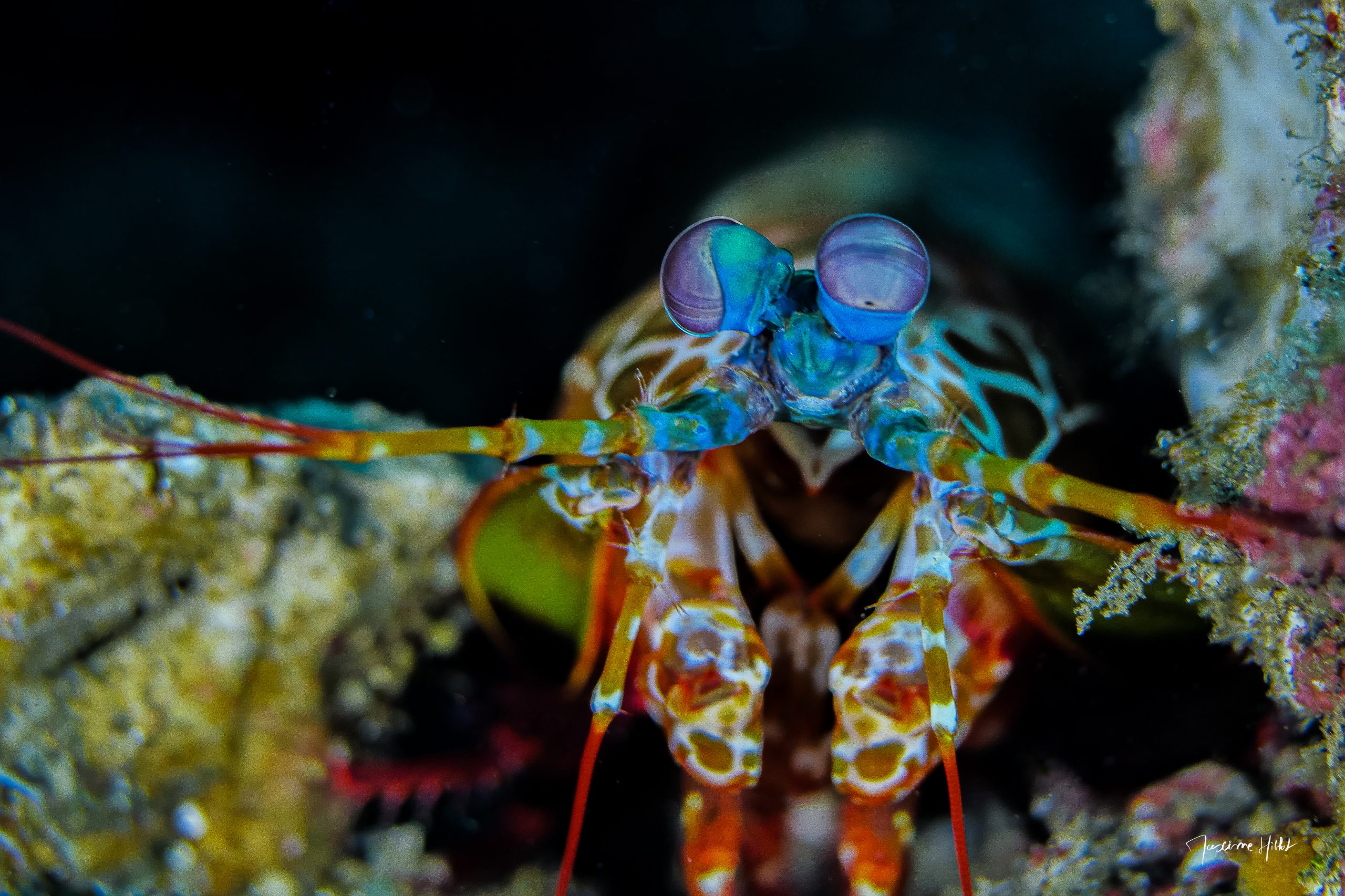 La patience récompensée: cette image rare capture la Squille multicolore, une créature aux capacités visuelles étonnantes, sortant de son antre pour explorer les environs, une rencontre intime entre la nature et l'observateur.