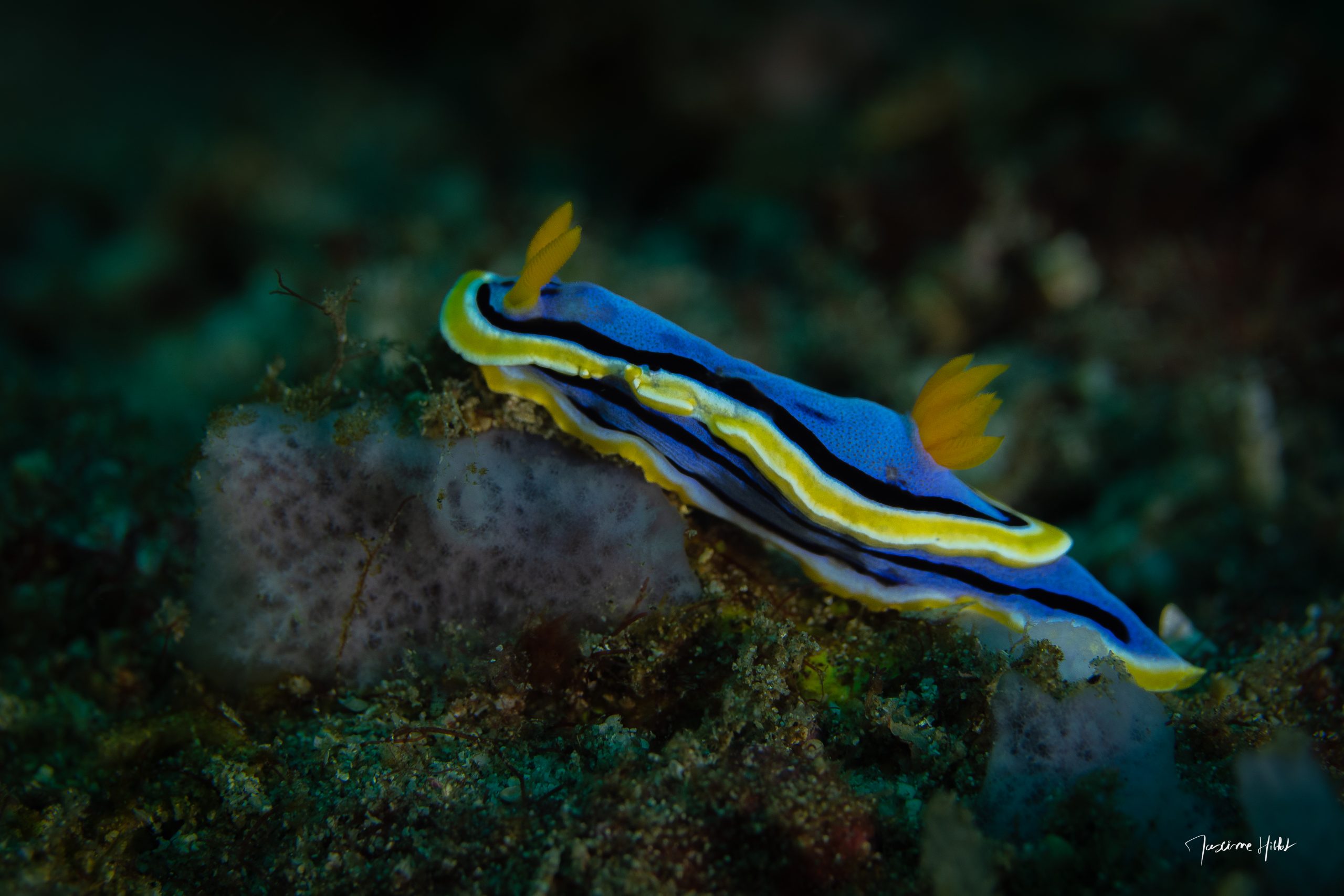Malgré sa taille modeste et sa délicate beauté, le Doris d'Anne (Chromodoris annae) avance avec une détermination inébranlable, illustrant une bataille silencieuse sous les vagues.
