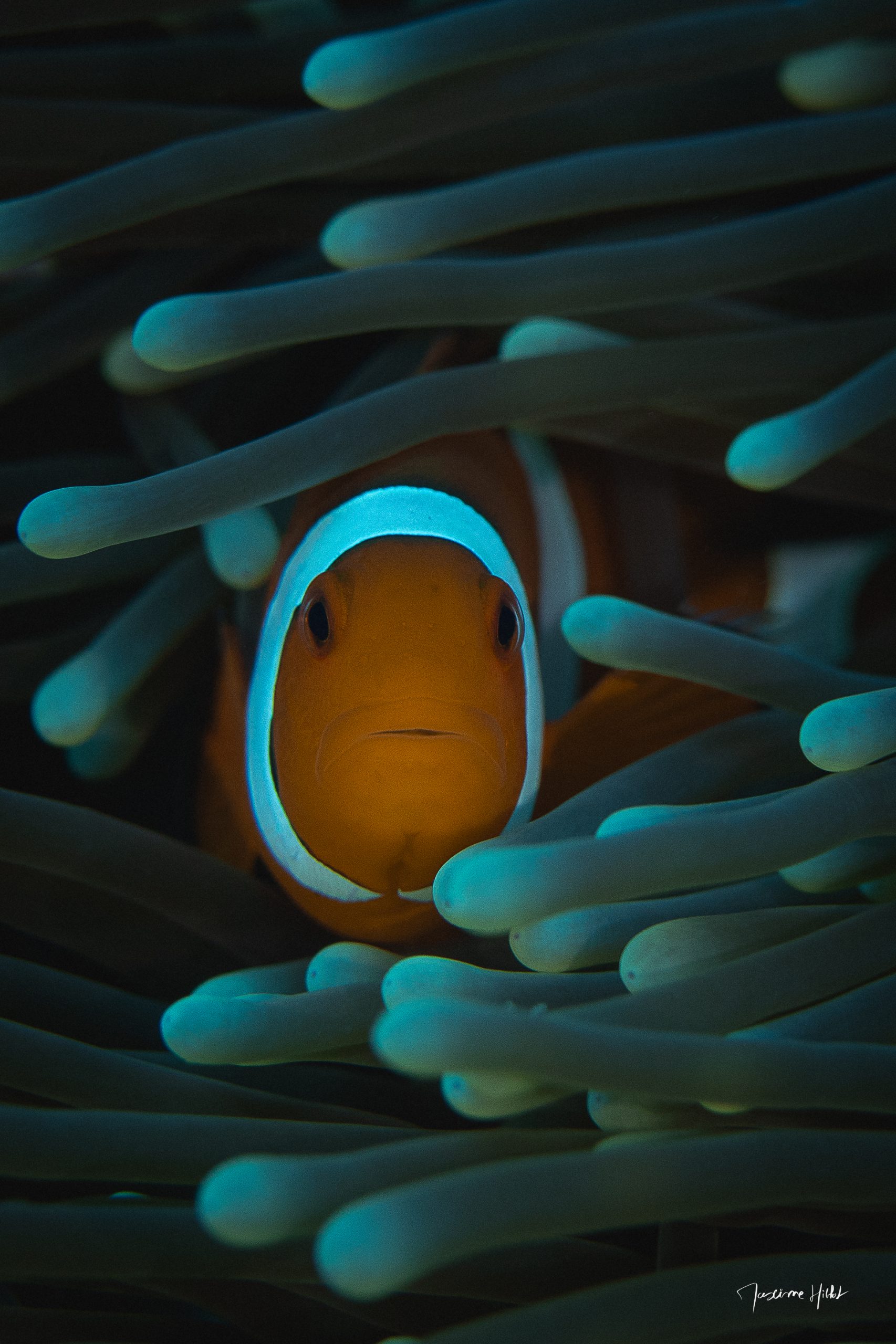 Un instant de connexion: ce Poisson-clown à trois bandes regarde curieusement vers nous depuis la sécurité de son anémone, rappelant la beauté de la coexistence naturelle.