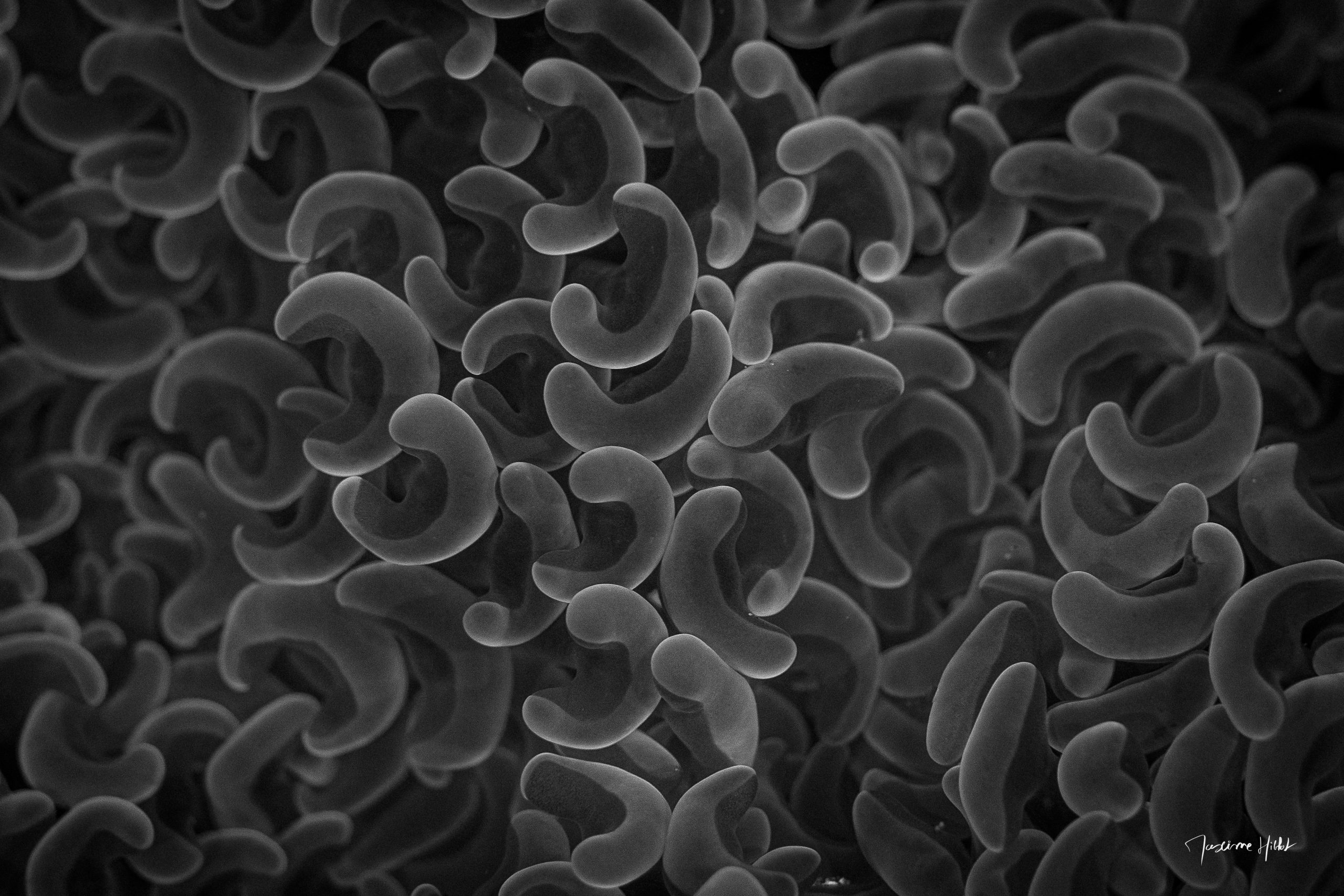 Un aperçu intime dans le monde du Corail à croissants, où chaque polype contribue à l'équilibre dynamique et à la diversité des récifs coralliens à travers des dialogues chimiques sophistiqués.