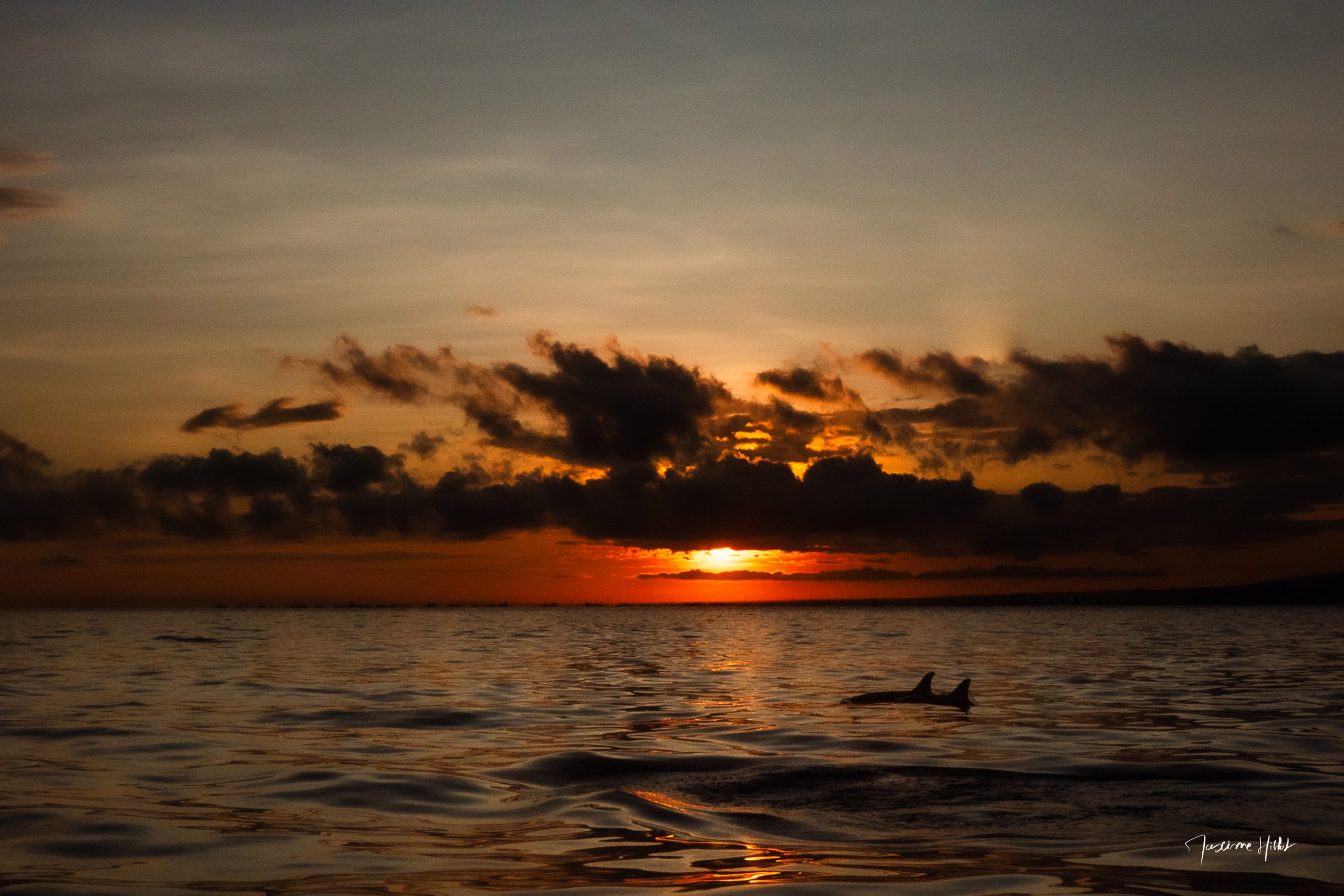À l'aube d'un nouveau jour, deux dauphins émergent à l'horizon, nous rappelant que derrière la quiétude de l'océan se cache un monde d'aventure et de merveilles.
