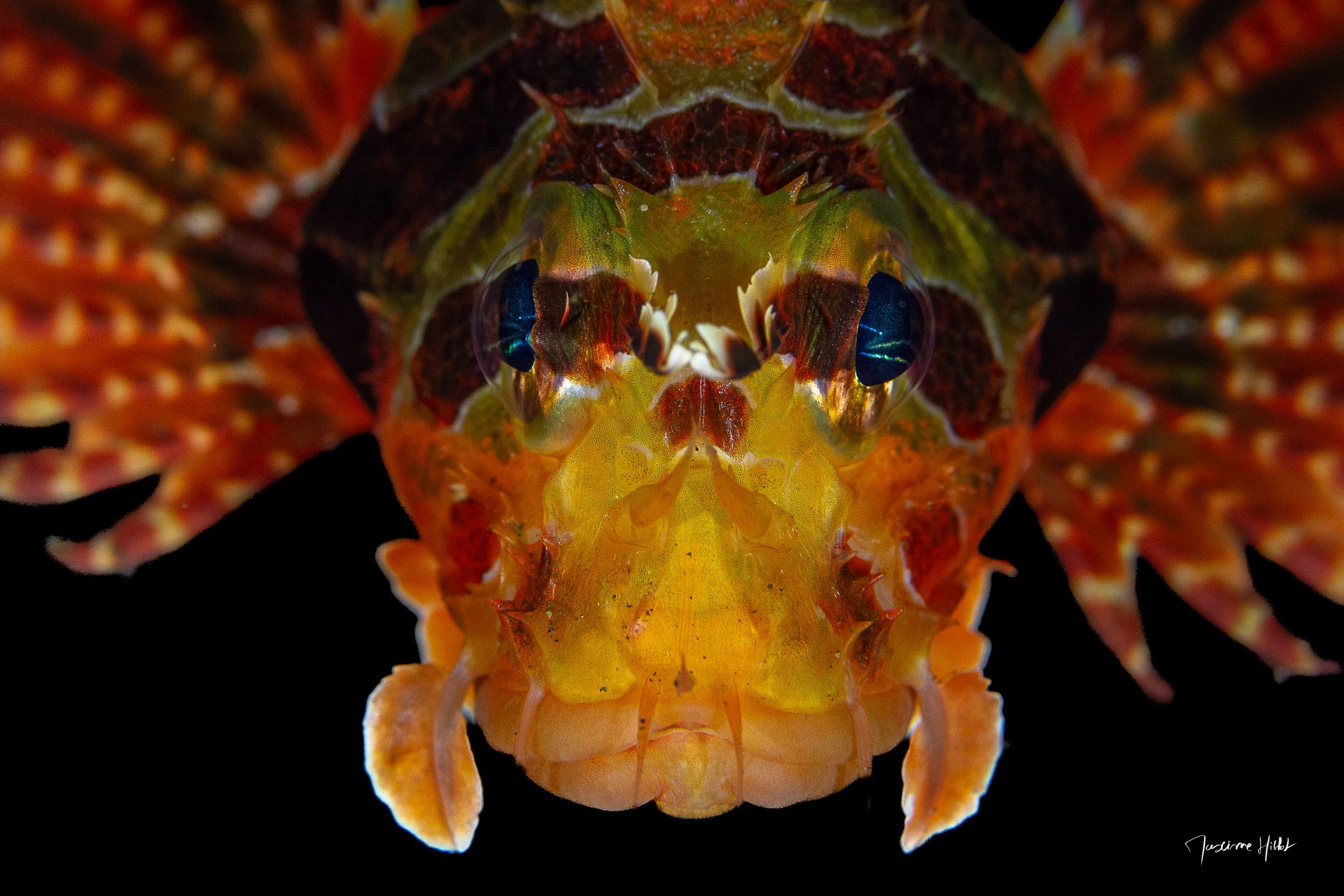Face à face avec le Poisson-diable, un moment où défense et beauté s'entremêlent dans un ballet de couleurs et de textures inspirées de la danse espagnole.
