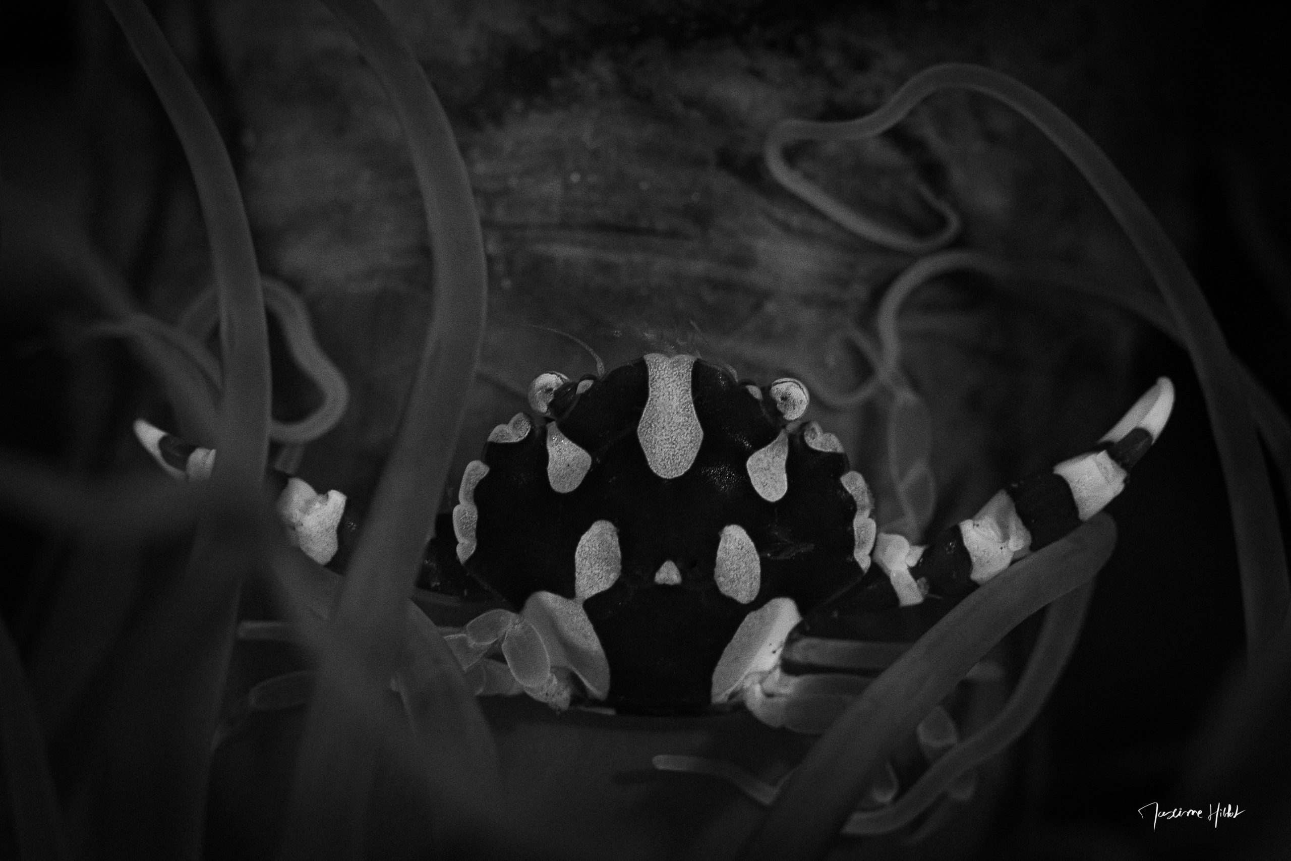 Dans l'immensité bleue, un Crabe nageur se révèle, majestueux, parmi les tentacules ondulantes d'une anémone, illustrant la merveille de l'adaptation marine.
