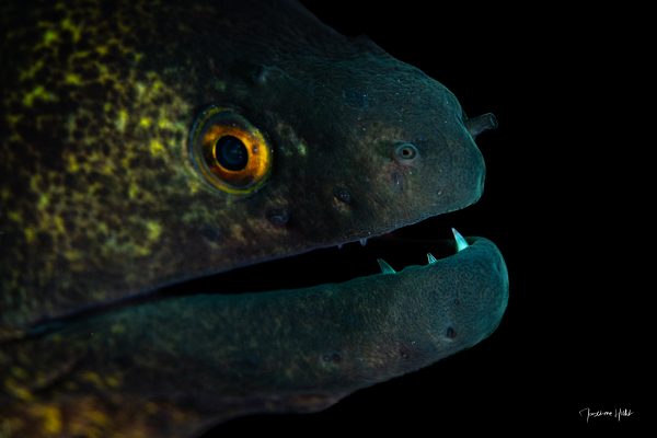Portrait intimiste d'une murène, son œil vibrant et son expression inattendue capturés en image, défiant les préjugés par une douceur surprenante.