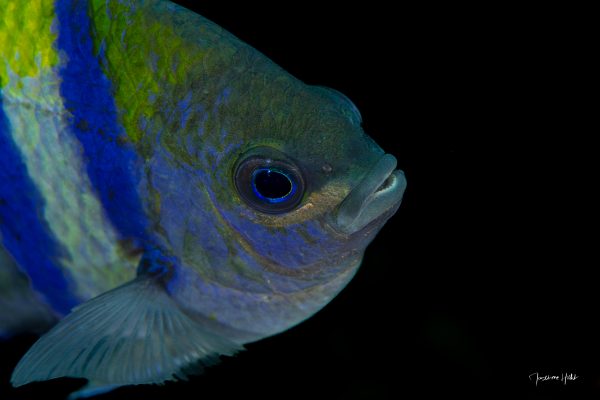 Sergent major solitaire (Abudefduf vaigiensis) contemplatif dans son domaine bleu profond, ses yeux lustrés reflétant la sérénité de l'océan.
